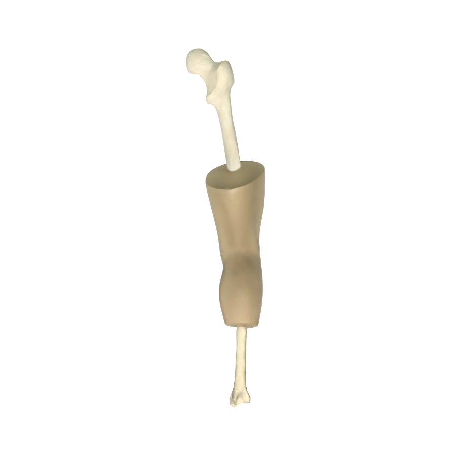 10585 - KNEE WITH SOFT TISSUE AND PATELLA