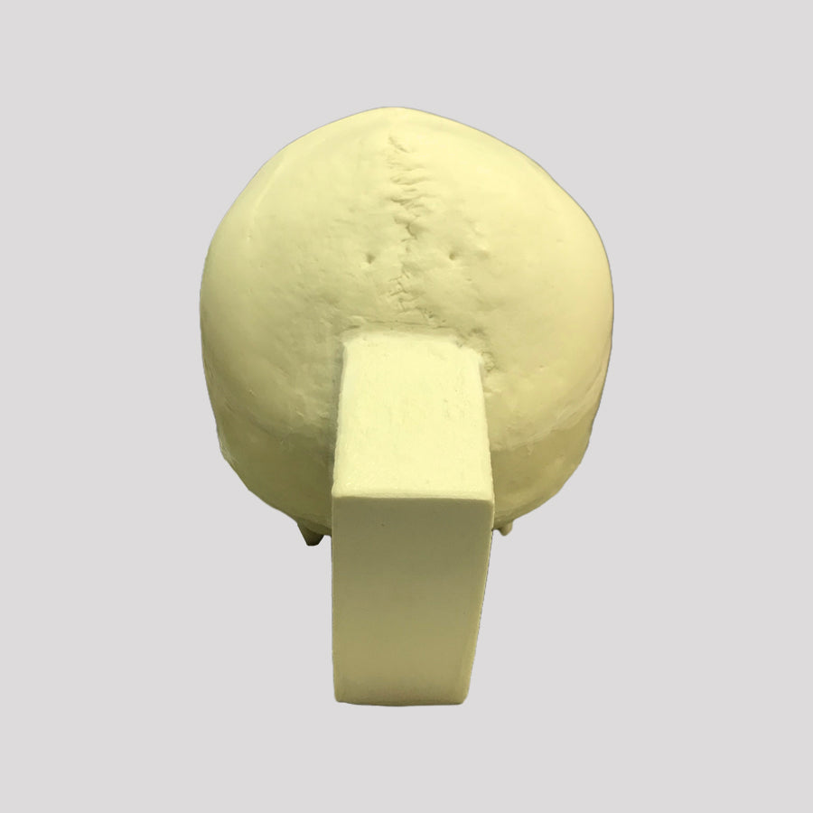 10986 - SKULL WITH LE FORT FRACTURE AND SUPPORT BLOCK