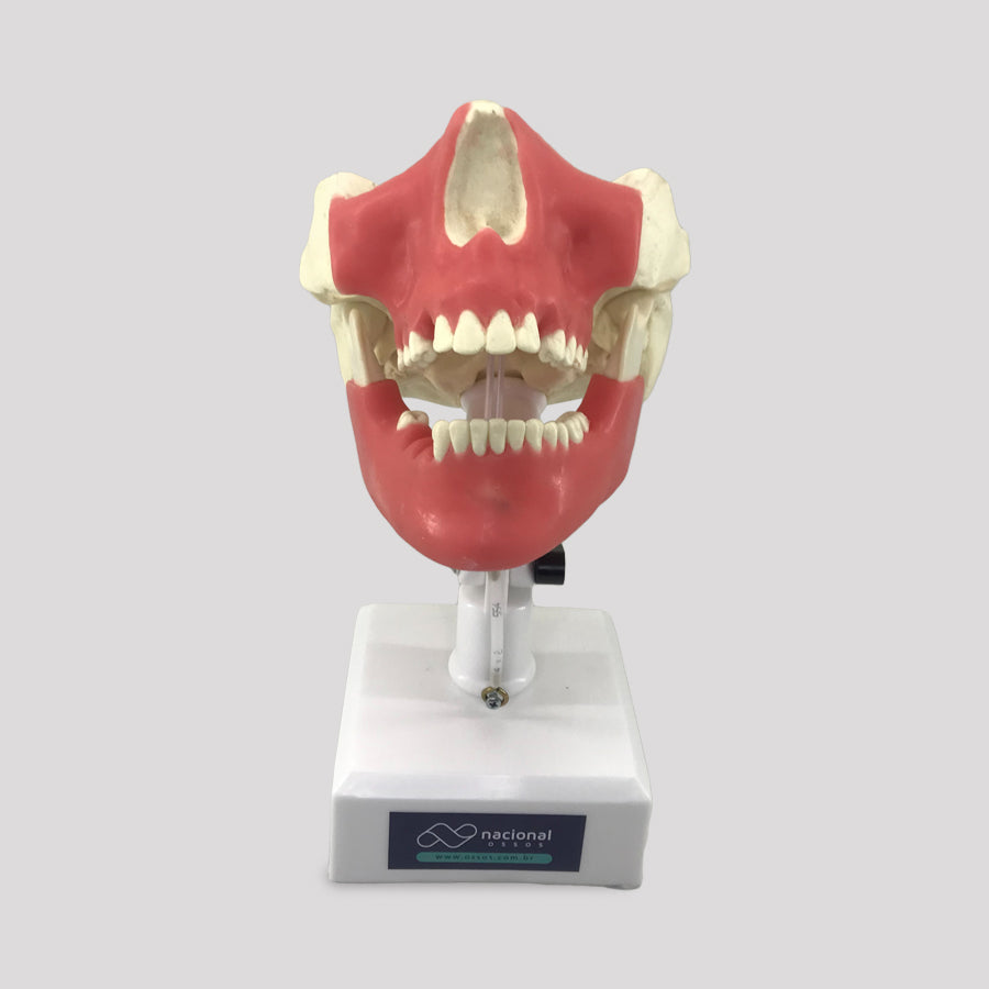 11588 - SURGICAL MODEL FOR ALL PROCEDURES