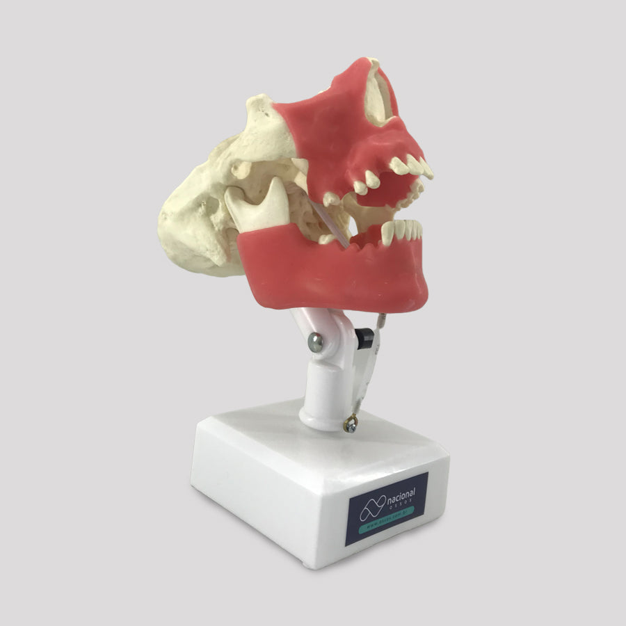11588 - SURGICAL MODEL FOR ALL PROCEDURES