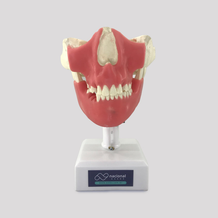 11588 - SURGICAL MODEL FOR ALL PROCEDURES