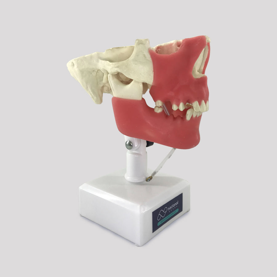 11588 - SURGICAL MODEL FOR ALL PROCEDURES
