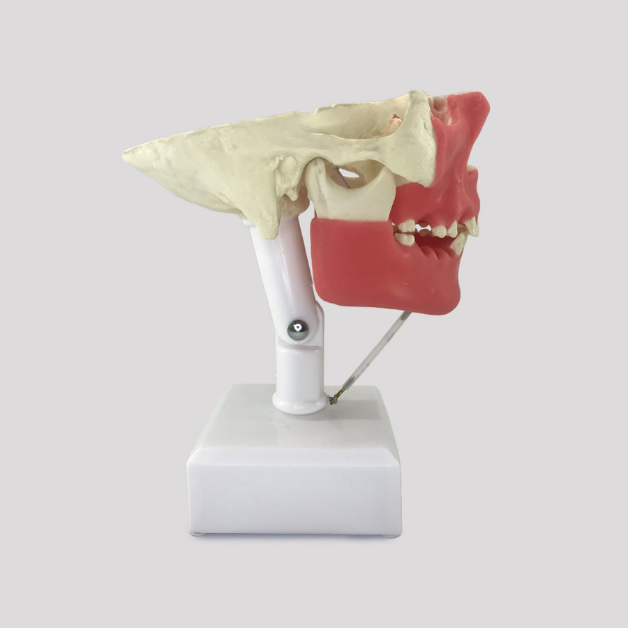 11588 - SURGICAL MODEL FOR ALL PROCEDURES