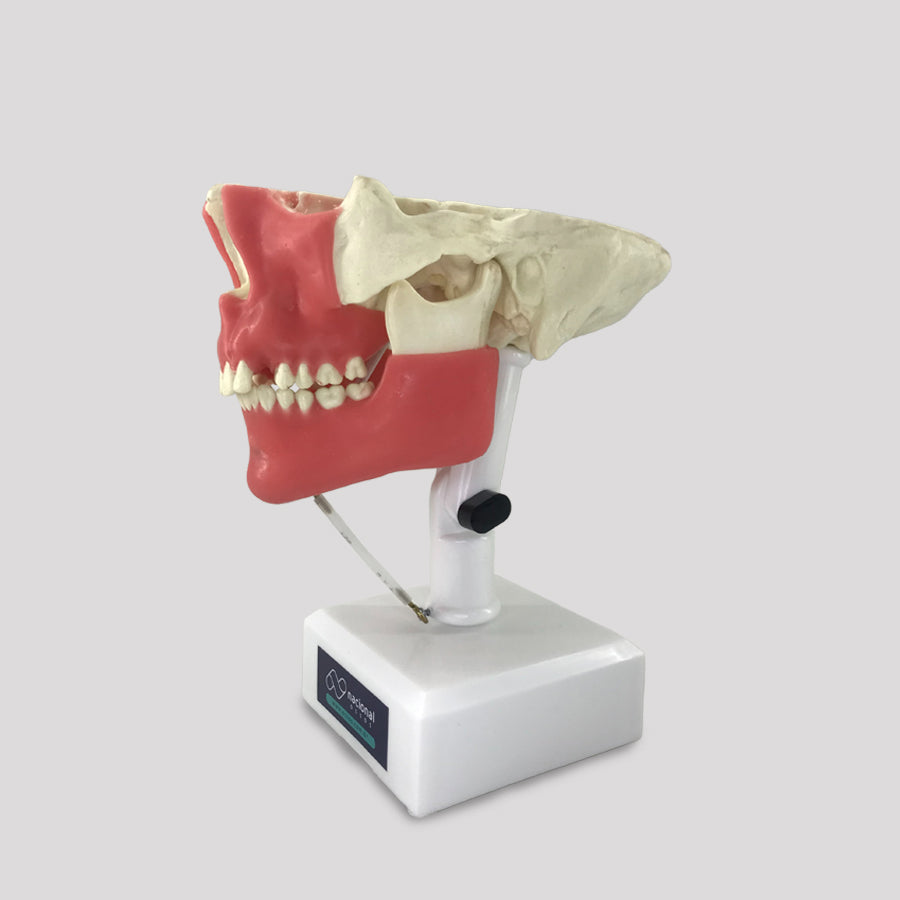 11588 - SURGICAL MODEL FOR ALL PROCEDURES