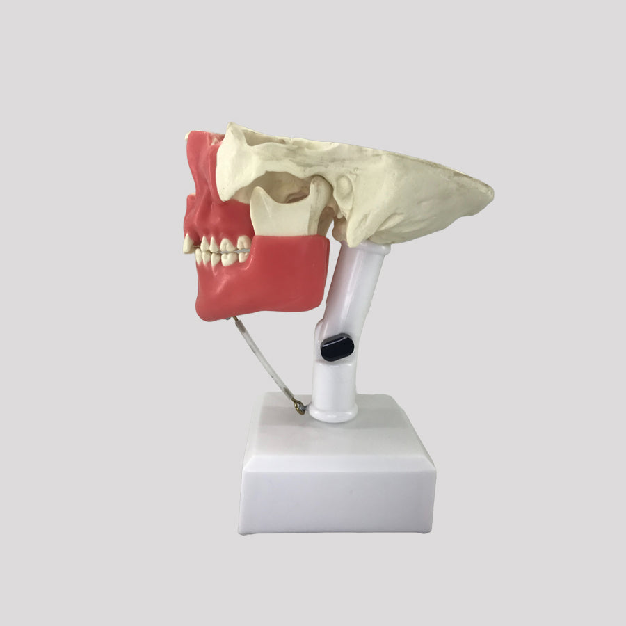 11588 - SURGICAL MODEL FOR ALL PROCEDURES