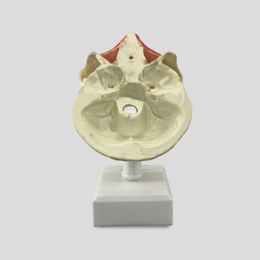 11588 - SURGICAL MODEL FOR ALL PROCEDURES