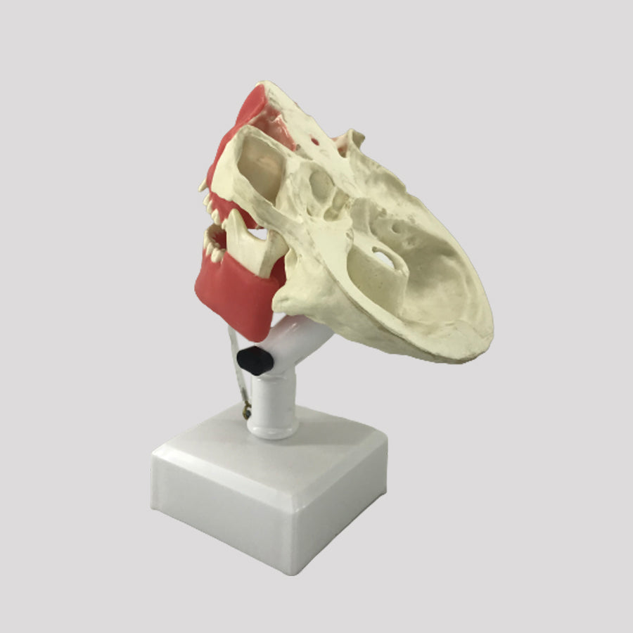 11588 - SURGICAL MODEL FOR ALL PROCEDURES
