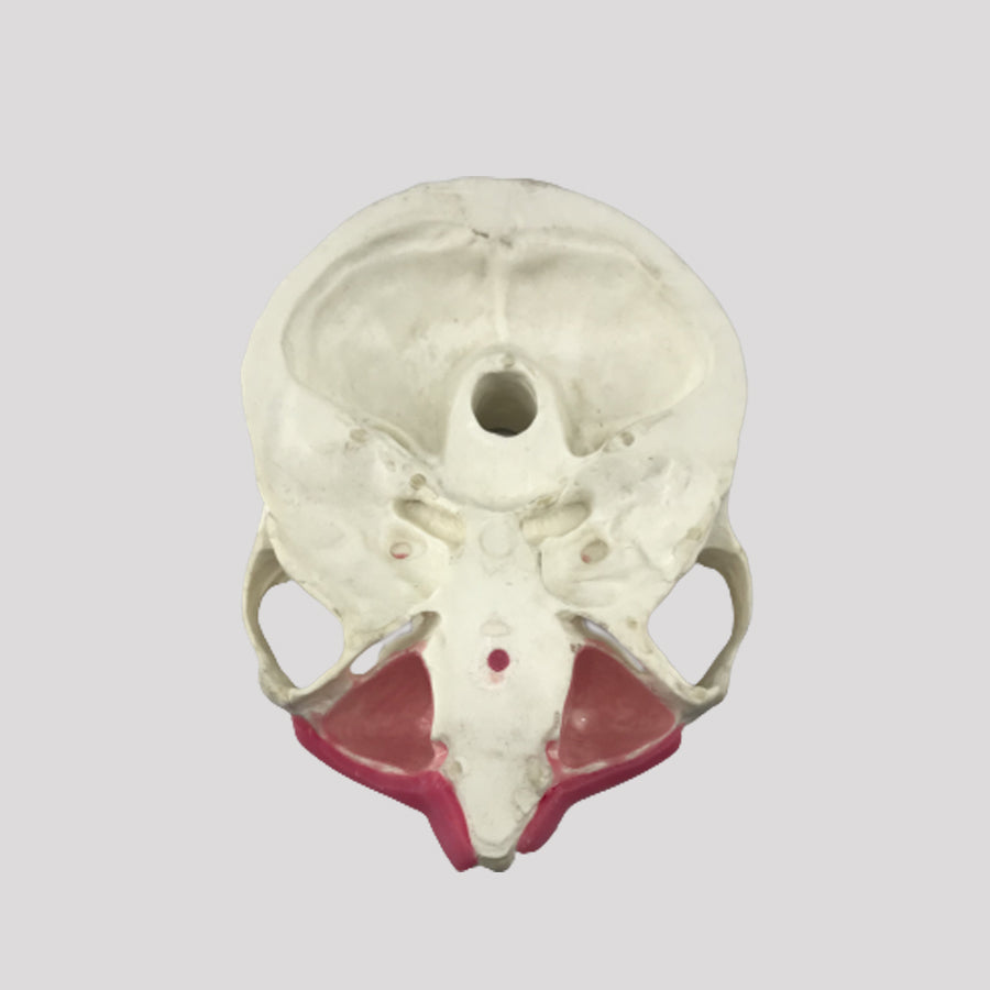 11588 - SURGICAL MODEL FOR ALL PROCEDURES