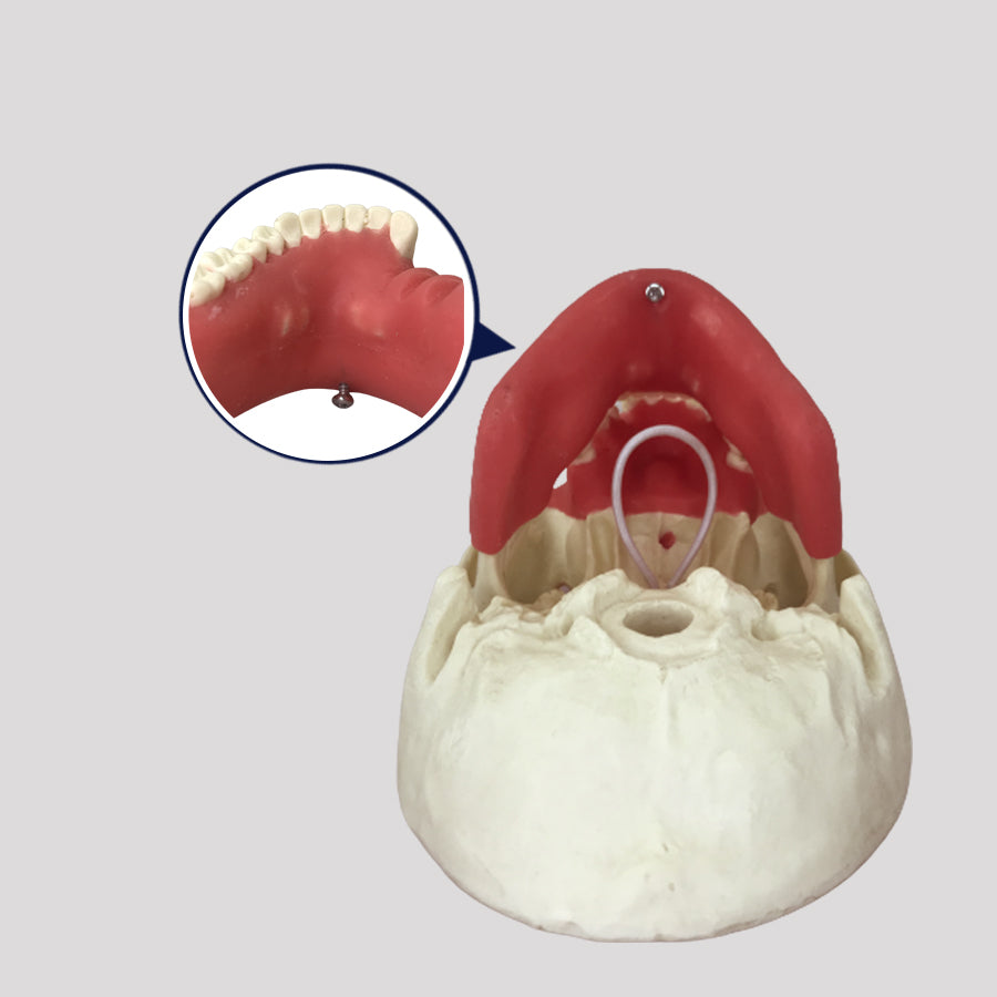 11588 - SURGICAL MODEL FOR ALL PROCEDURES
