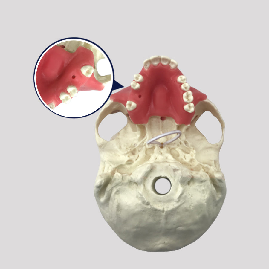 11588 - SURGICAL MODEL FOR ALL PROCEDURES