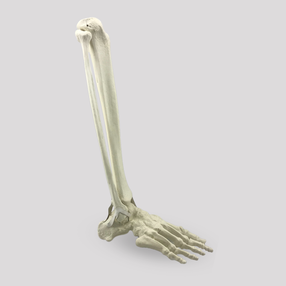 11920 - RIGHT ANKLE