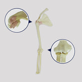 12316 - RIGHT RADIOPAQUE SHOULDER - MODEL 1