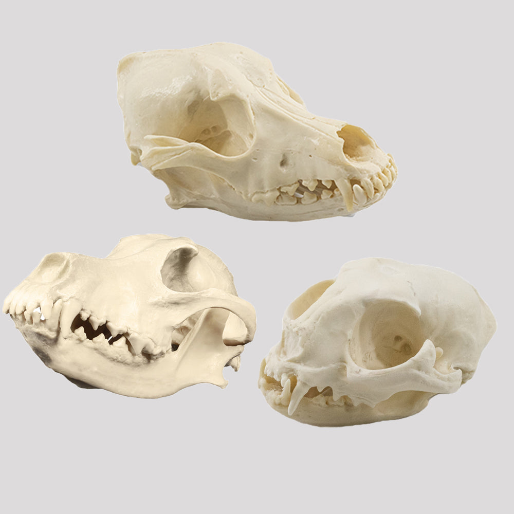13154 - VETERINARY SKULL KIT - CAT AND DOG