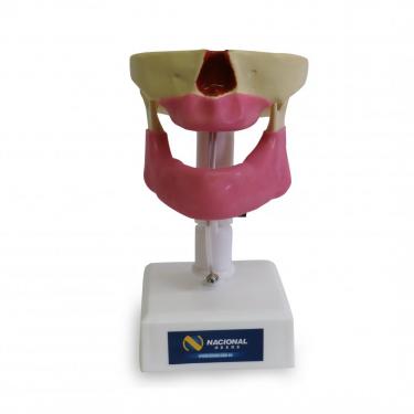 4007G - EDENTULOUS MODEL WITH GUM