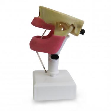 4007G - EDENTULOUS MODEL WITH GUM