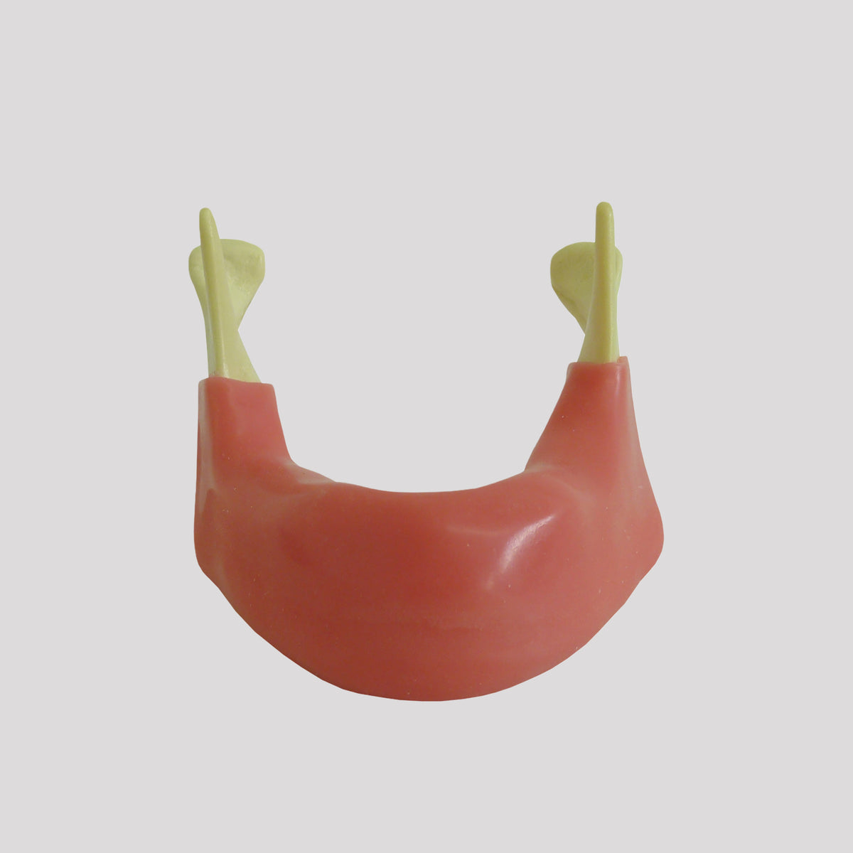4010 GR - RADIOPAQUE EDENTULA JAW WITH GINGIVA