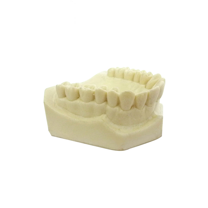 12311 - RADIOPAQUE MAXILLA WITH ALL TEETH