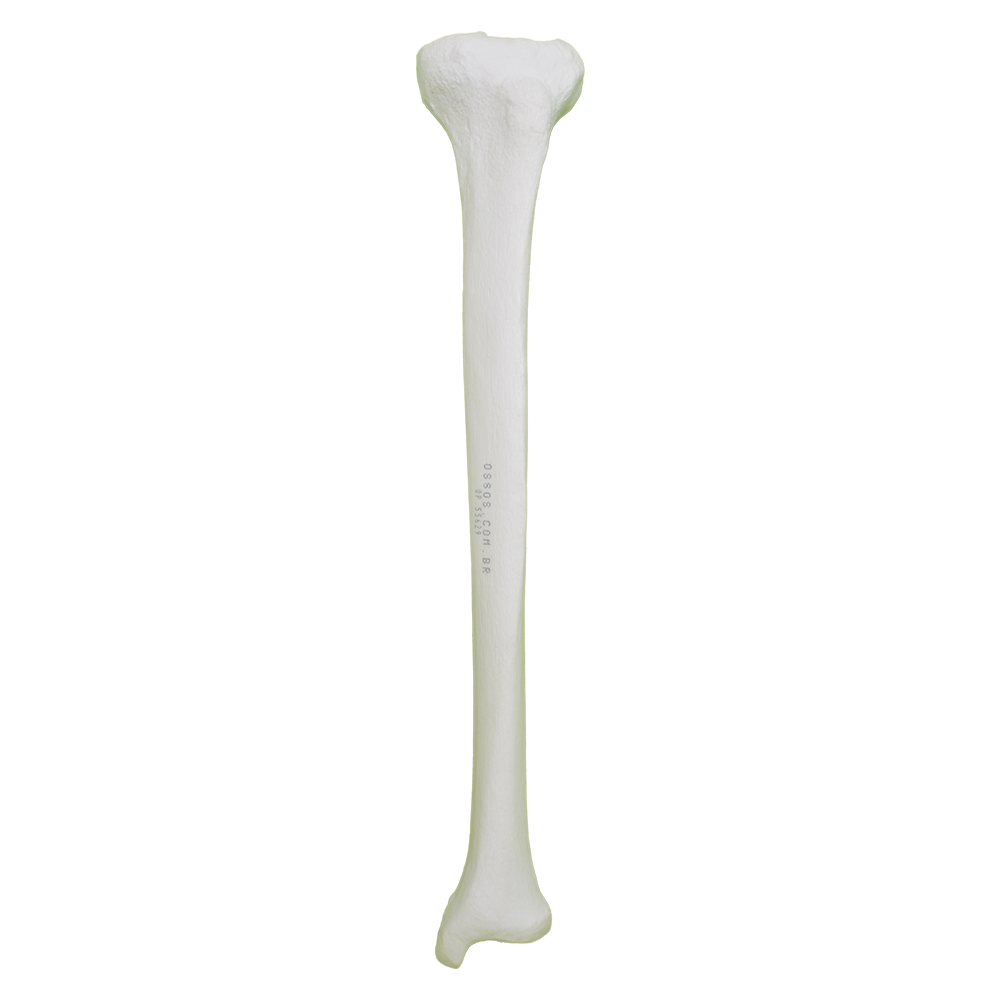 2026 - LEFT TIBIA