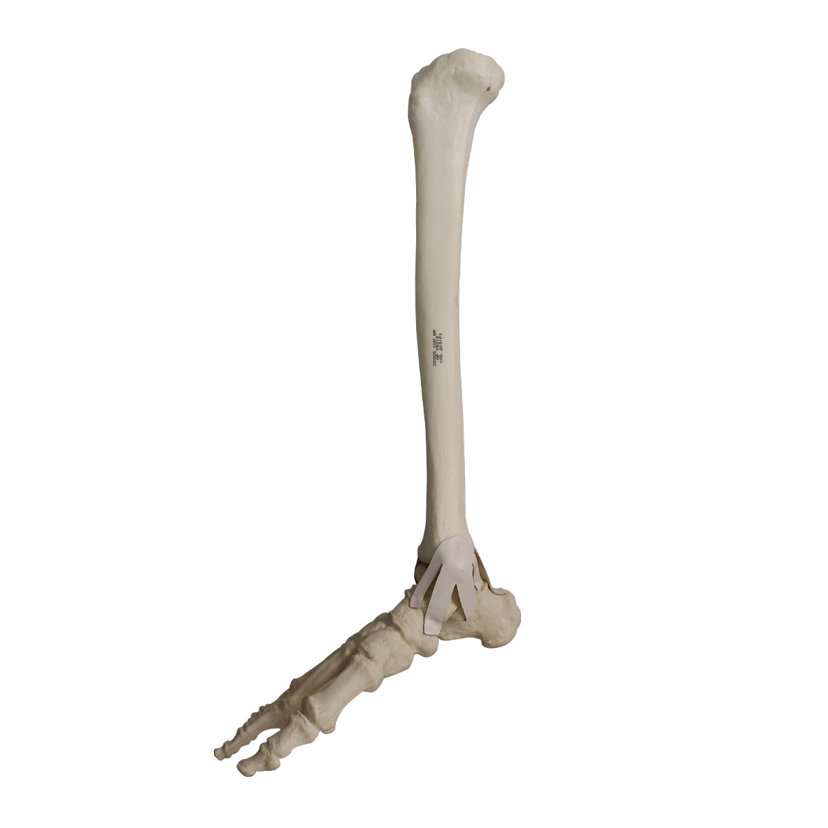 2031PI - RIGHT ANKLE