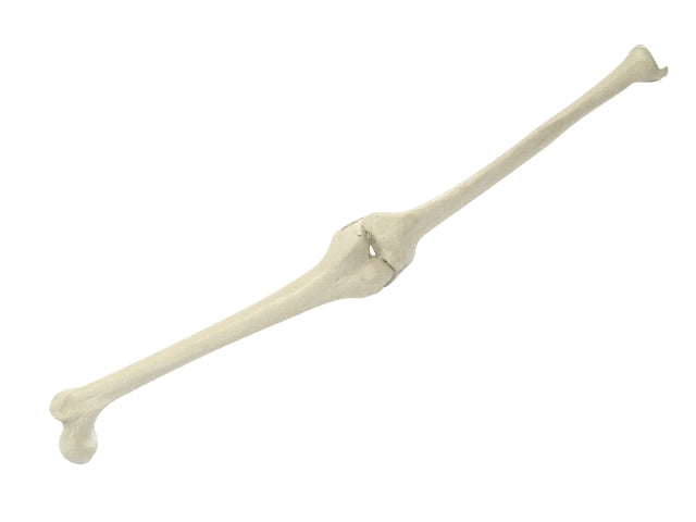 2040 BE LEFT KNEE WITH LIGAMENT SIMULATION