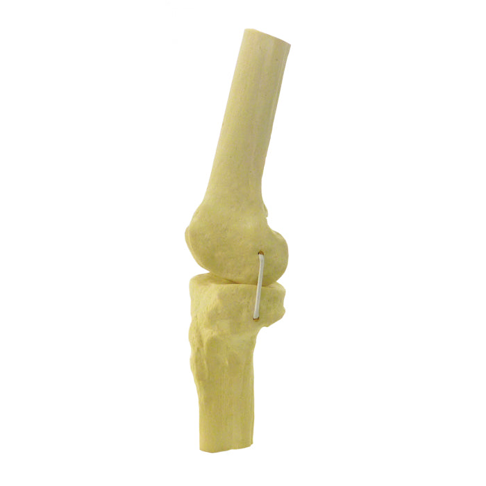 2040ERL - LEFT KNEE WITH COLLATERAL LIGAMENTS SIMULATION