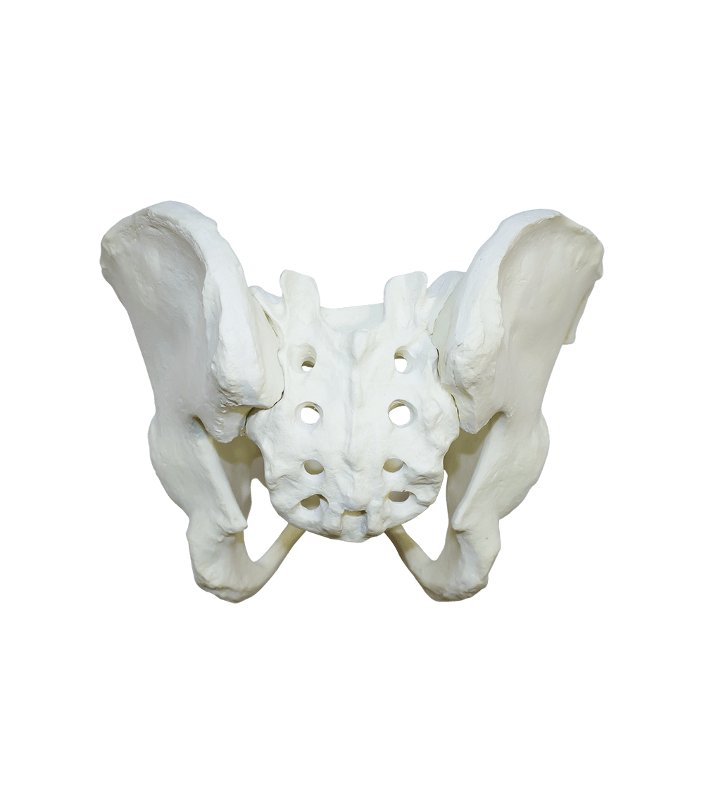 2041 - FULL PELVIS WITH SACRUM