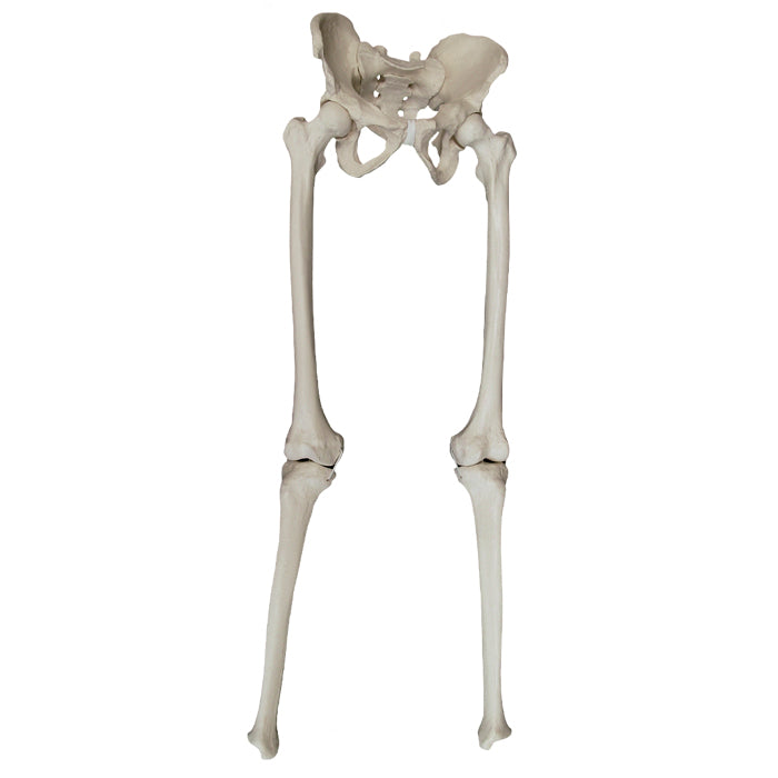 12357 - RADIOPAQUE FULL PELVIS WITH SACRUM FEMUR AND TIBIA WITH LIGAMENTS SIMULATION
