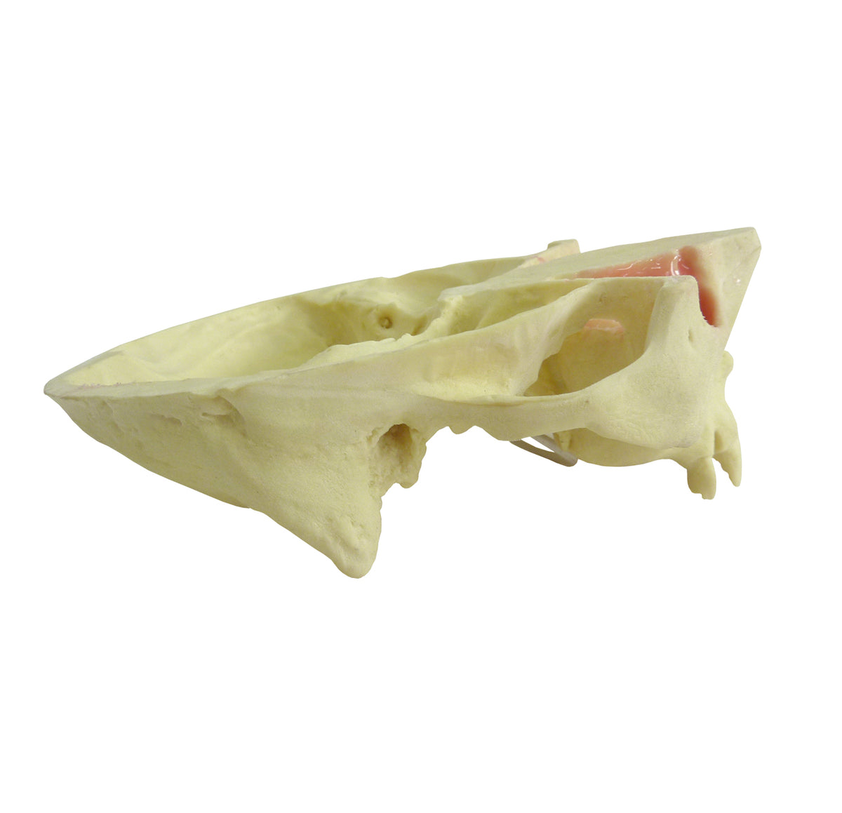 12295 - RADIOPAQUE MAXILLA WITH SOME TEETH