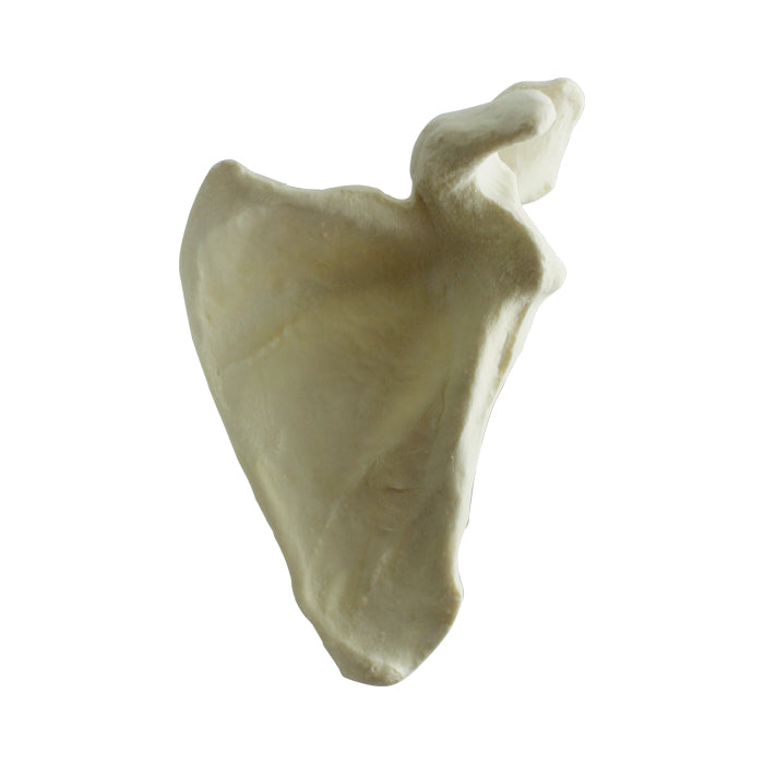 12322 - RADIOPAQUE LEFT SCAPULA