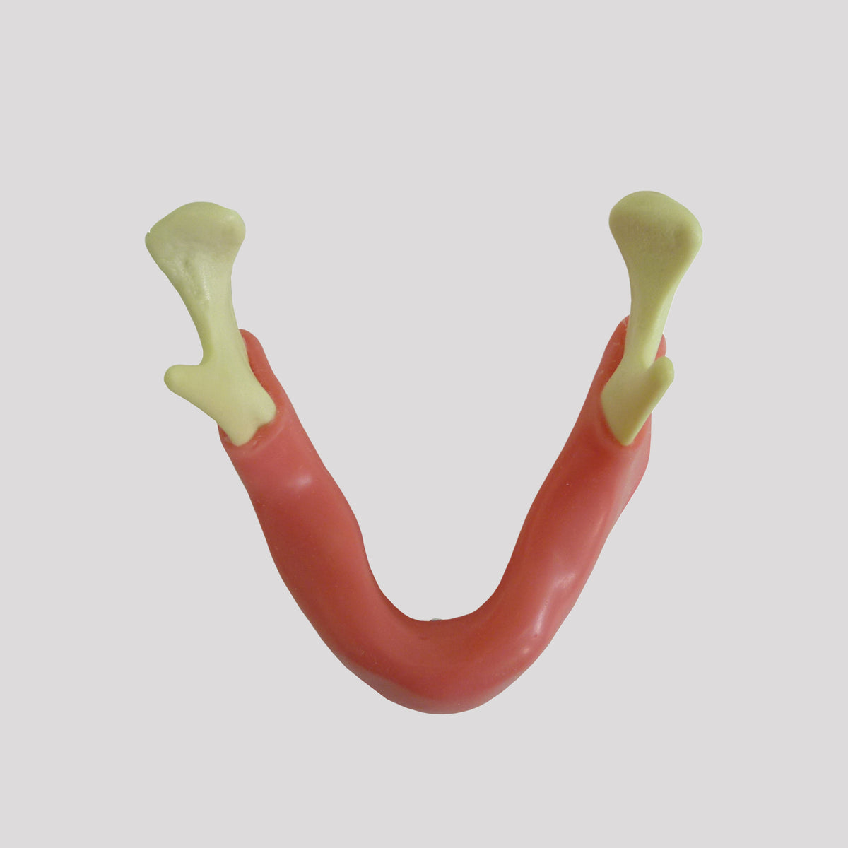 4010G - EDENTULOUS MANDIBLE WITH GUM