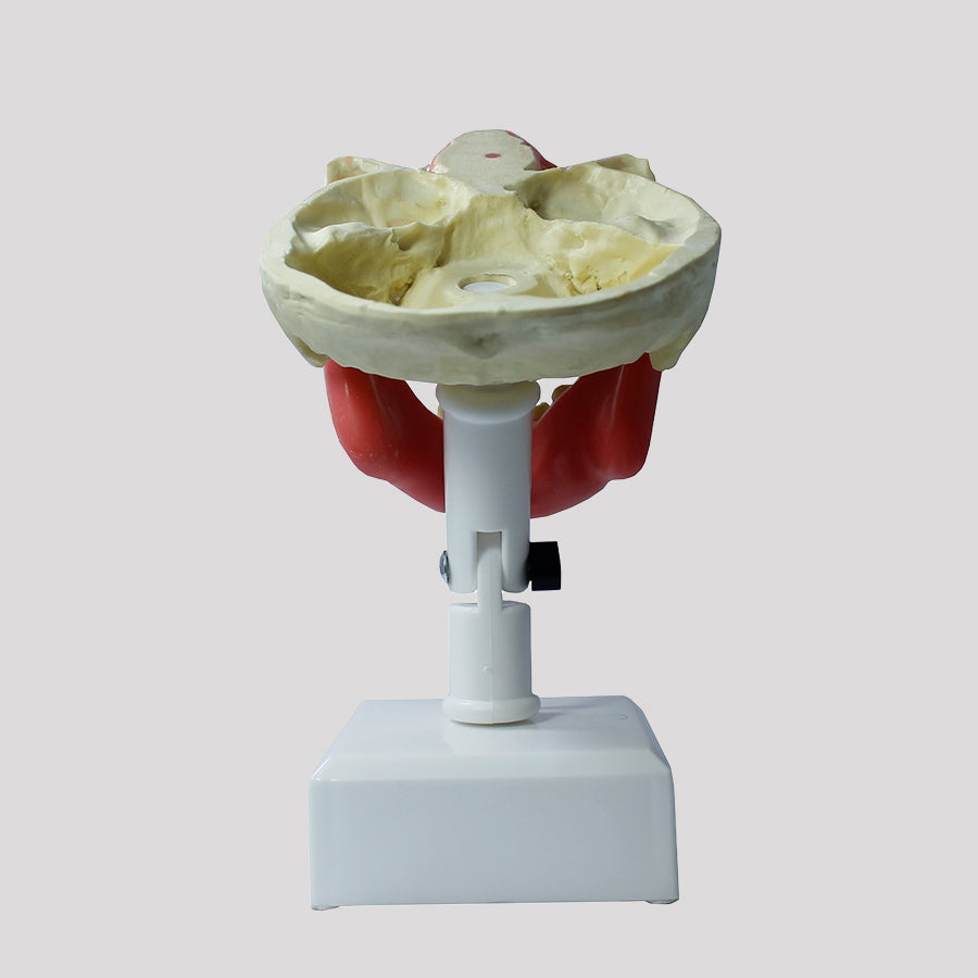 4005GT - PREMOLAR MODEL WITH GUM