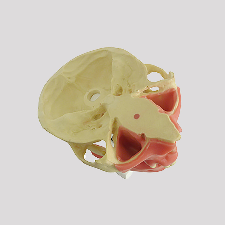 4005GT - PREMOLAR MODEL WITH GUM