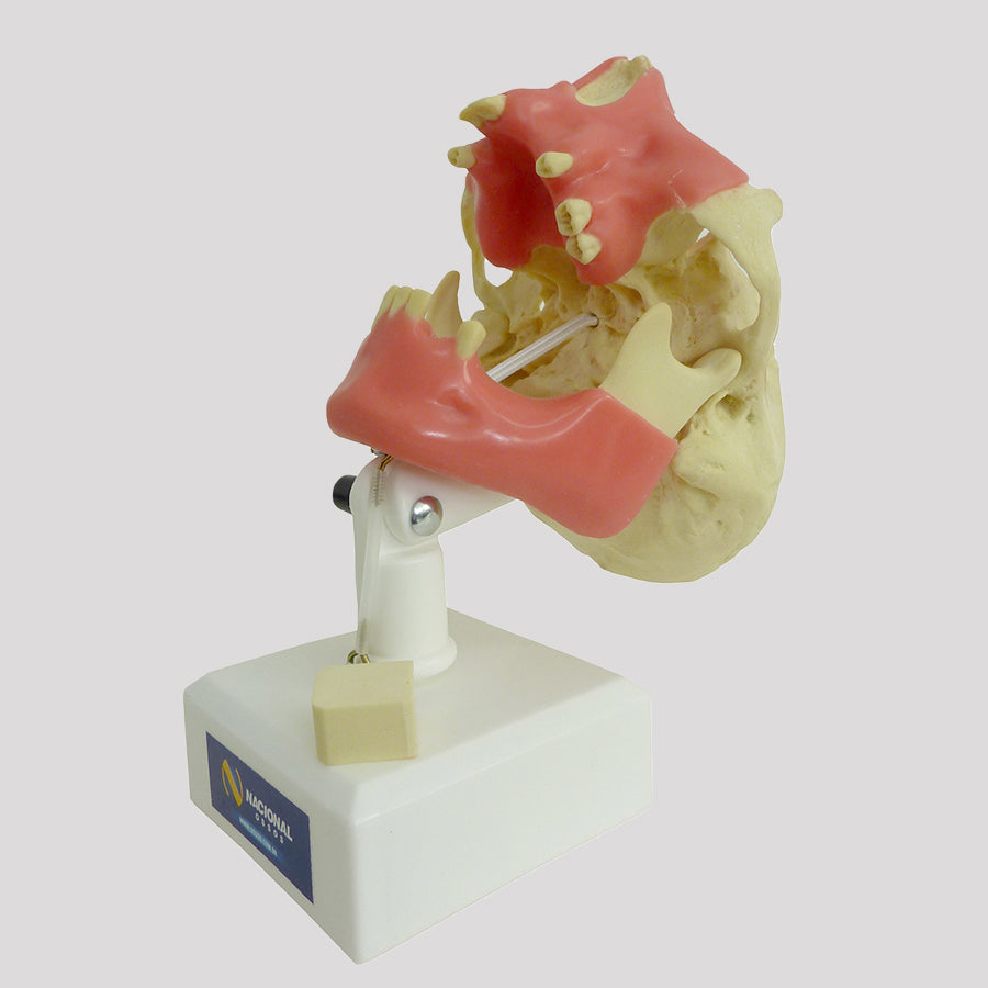 4005GT - PREMOLAR MODEL WITH GUM