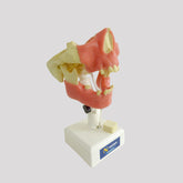 4005GT - PREMOLAR MODEL WITH GUM