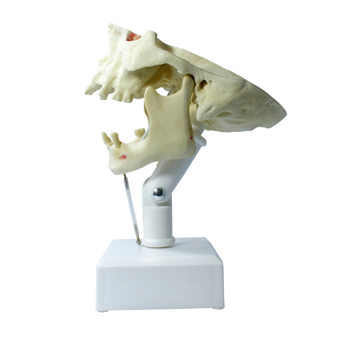 4005T - PREMOLAR MODEL (4012N, 4015-01 AND 4020)