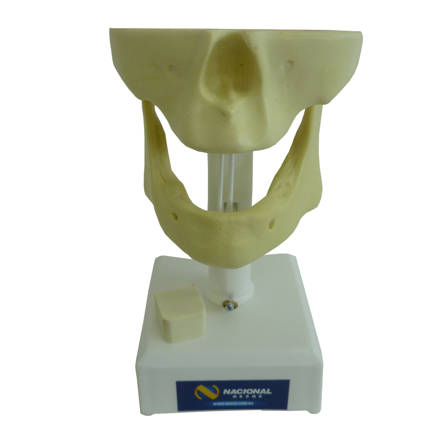 4007 - EDENTULOUS MODEL (4010, 4017 AND 4020)