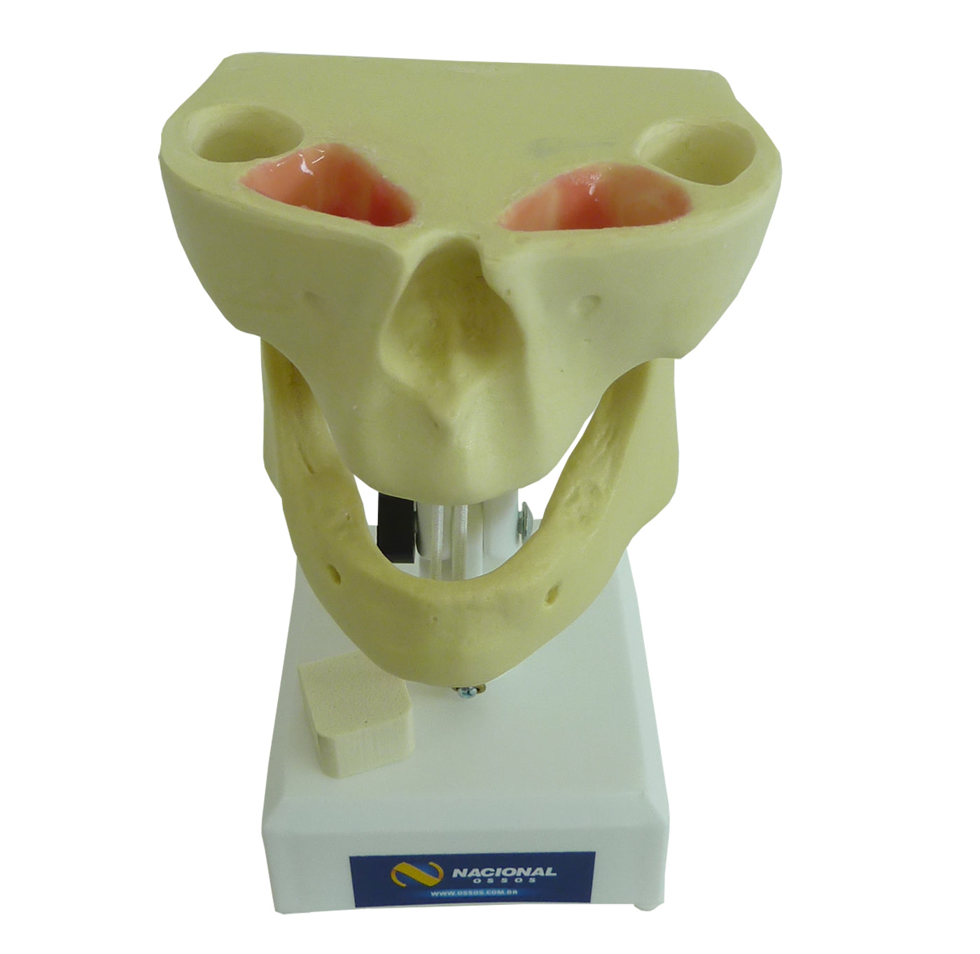 4007 - EDENTULOUS MODEL (4010, 4017 AND 4020)