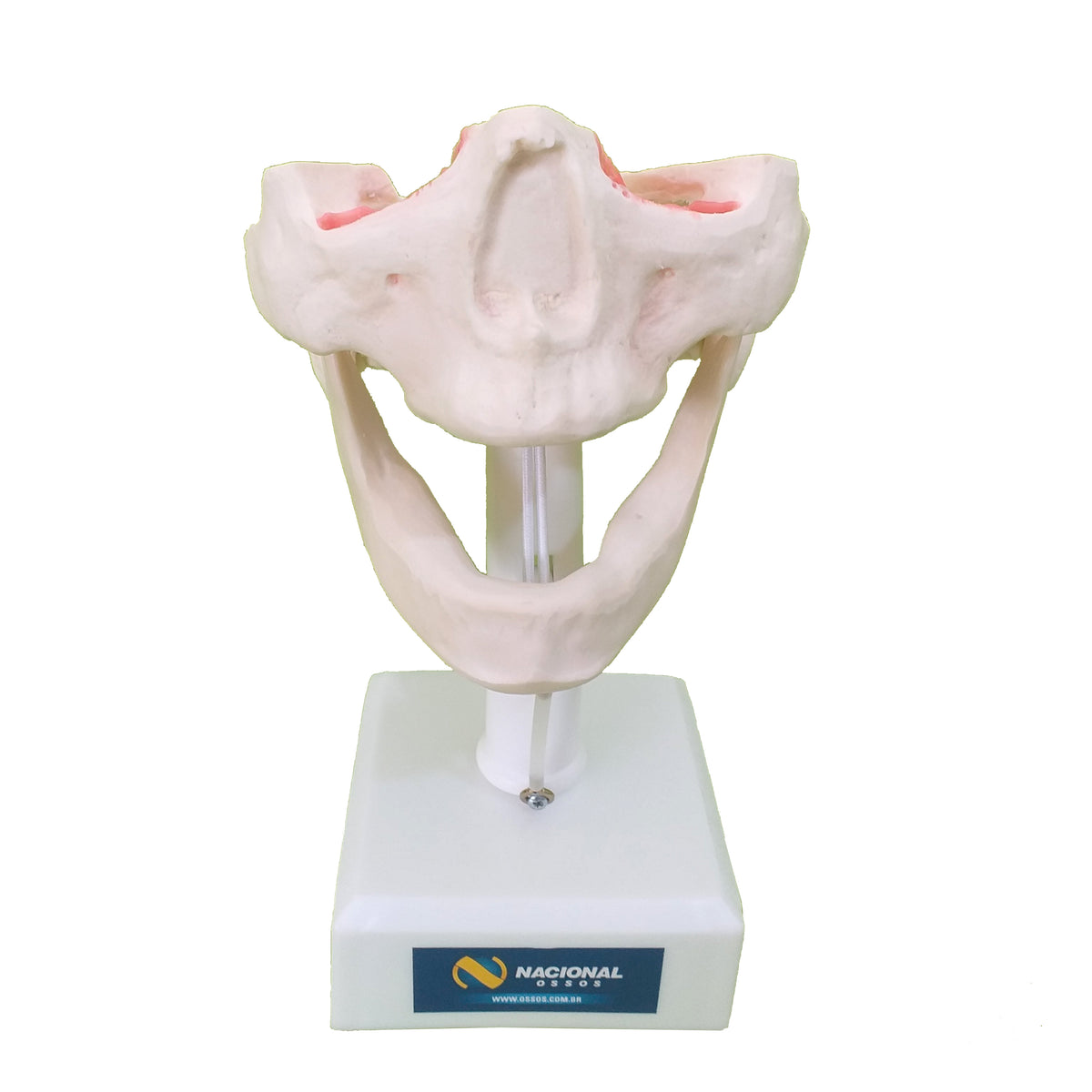 12269 - EDENTULOUS RADIOPAQUE DUMMY