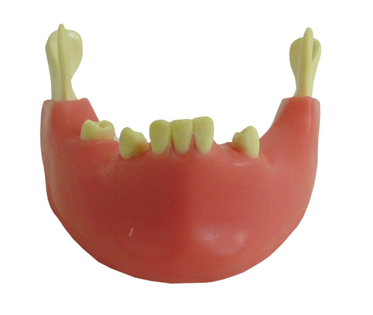 4012G - MANDIBLE WITH SOME TEETH AND GUM