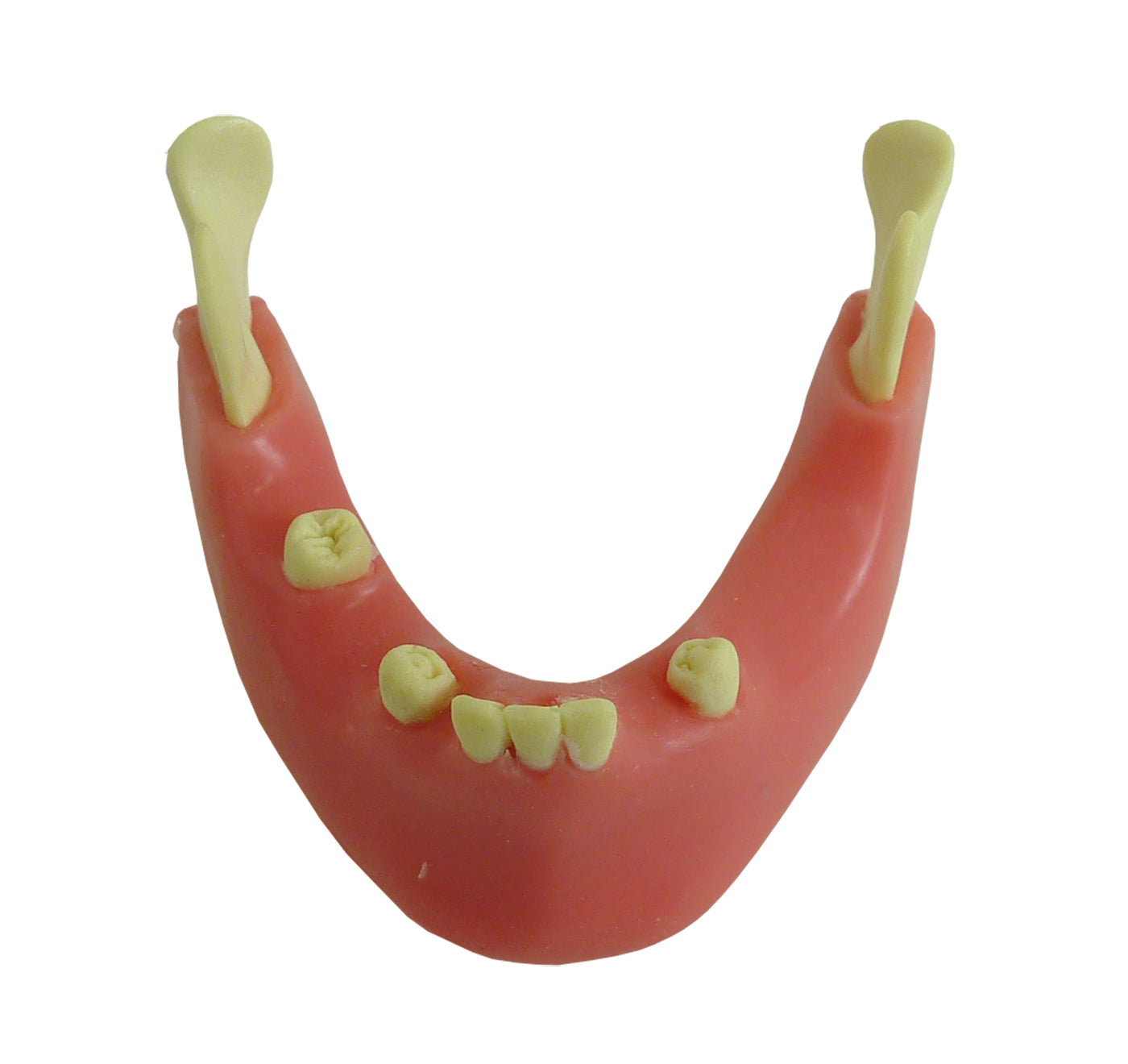4012G - MANDIBLE WITH SOME TEETH AND GUM