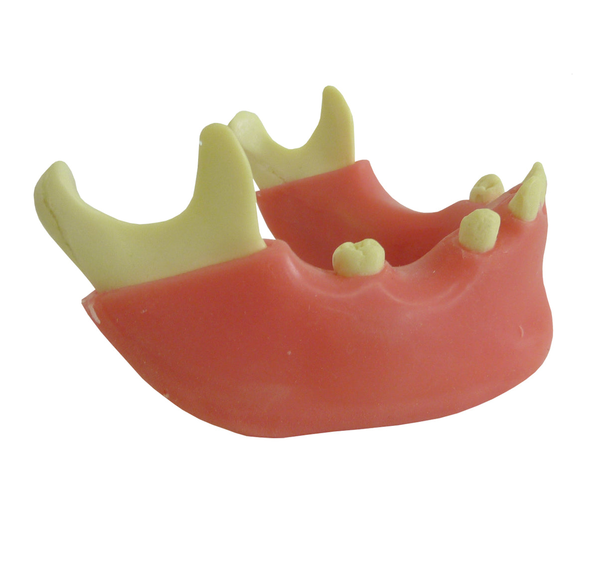 4012G - MANDIBLE WITH SOME TEETH AND GUM