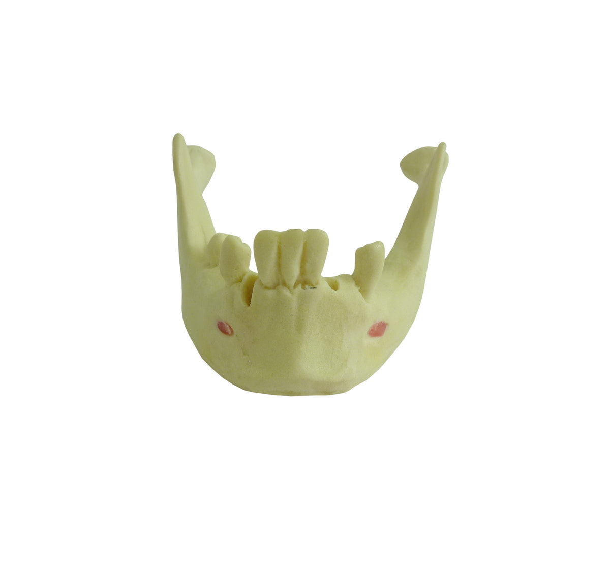 4012T - MANDIBLE WITH SOME TEETH