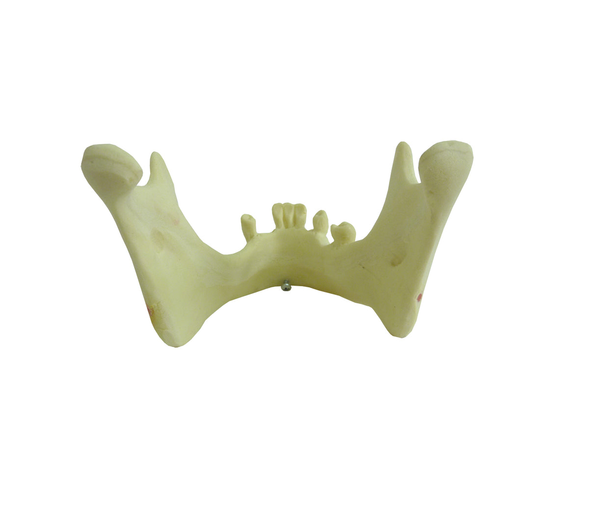 4012T - MANDIBLE WITH SOME TEETH