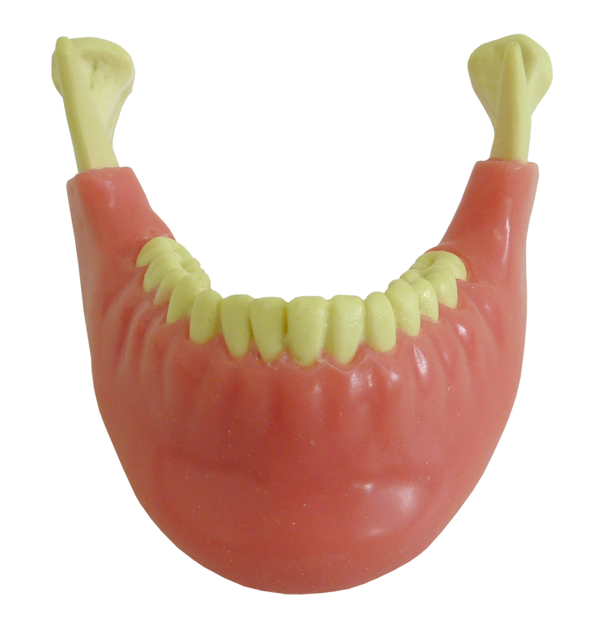 4013G - MANDIBLE WITH ALL TEETH AND GUM