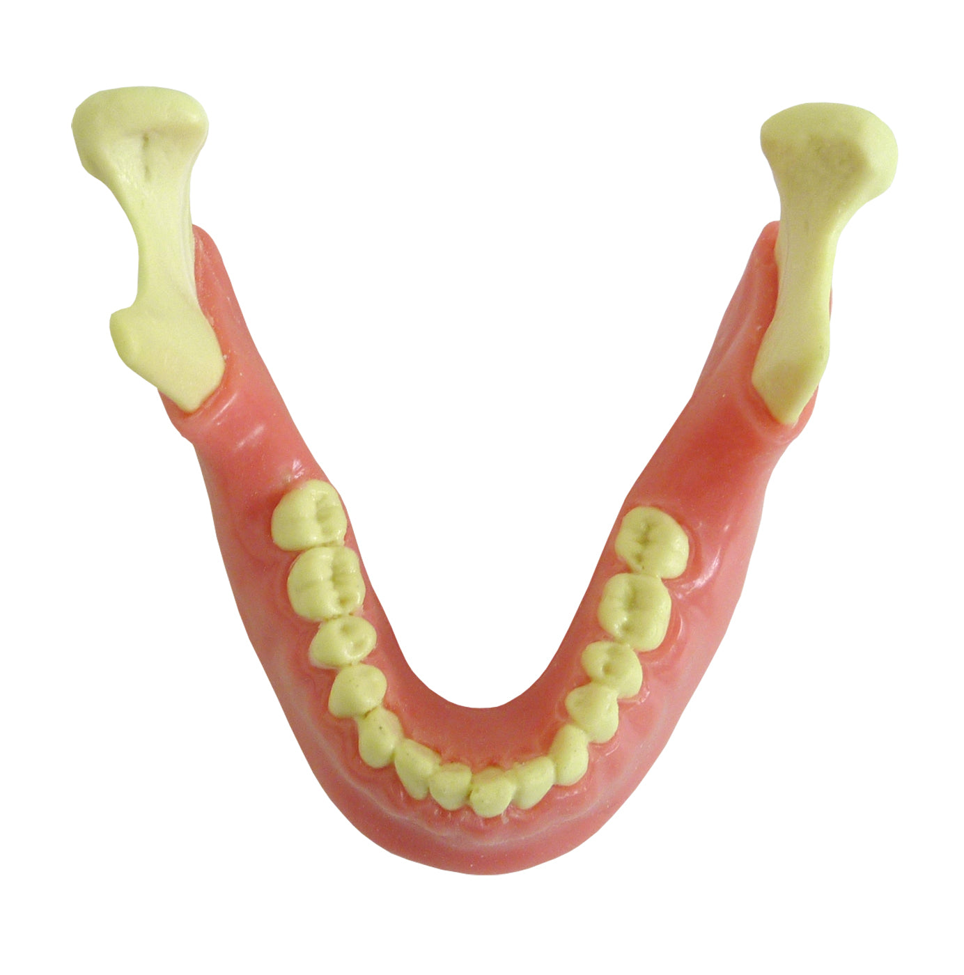 4013G - MANDIBLE WITH ALL TEETH AND GUM