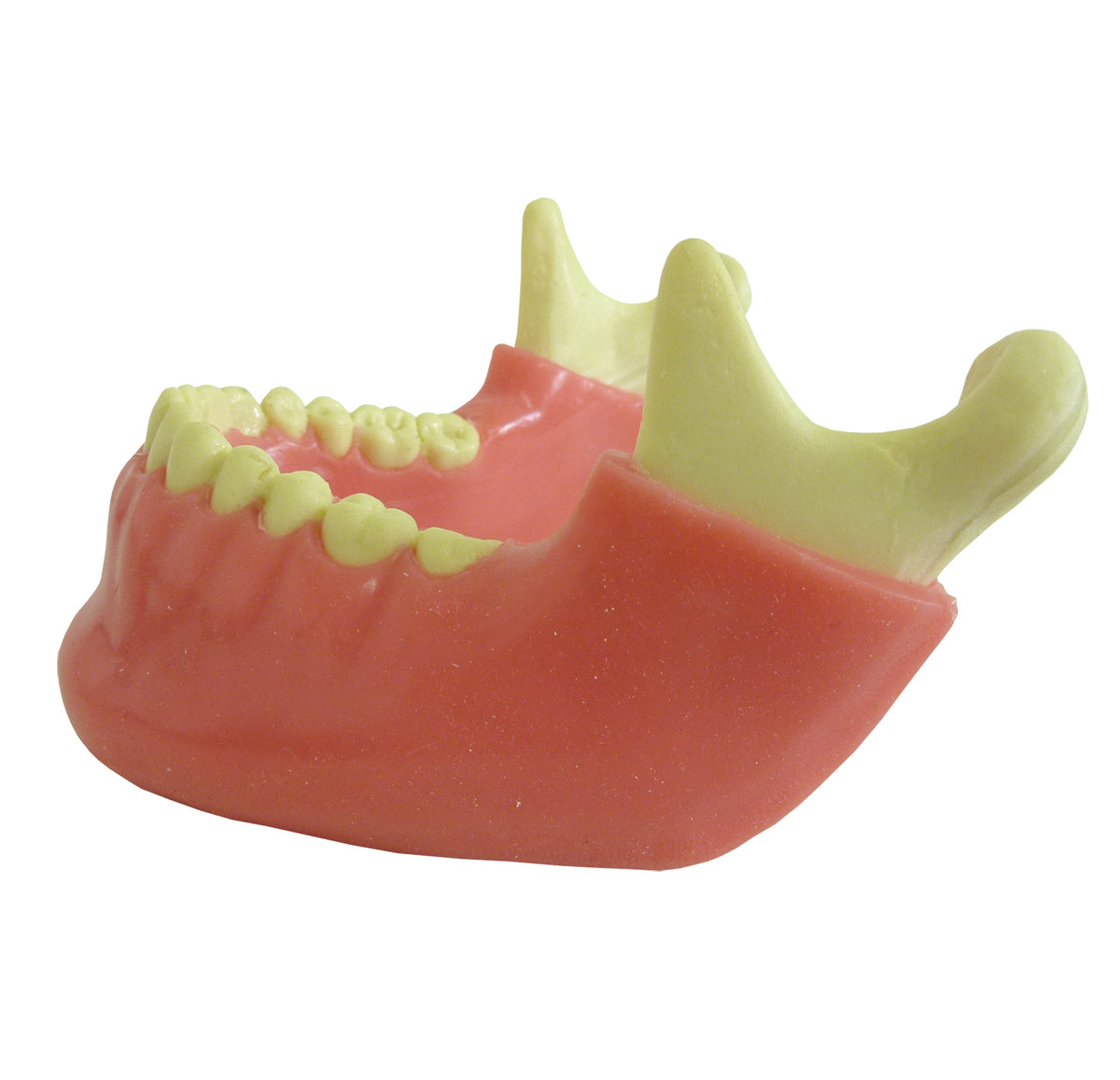 4013G - MANDIBLE WITH ALL TEETH AND GUM