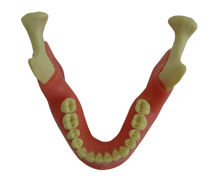 4013GT - MANDIBLE WITH ALL TEETH AND GUM