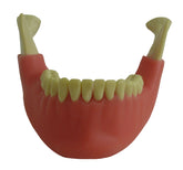 4013GT - MANDIBLE WITH ALL TEETH AND GUM