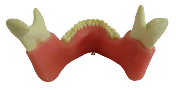 4013GT - MANDIBLE WITH ALL TEETH AND GUM