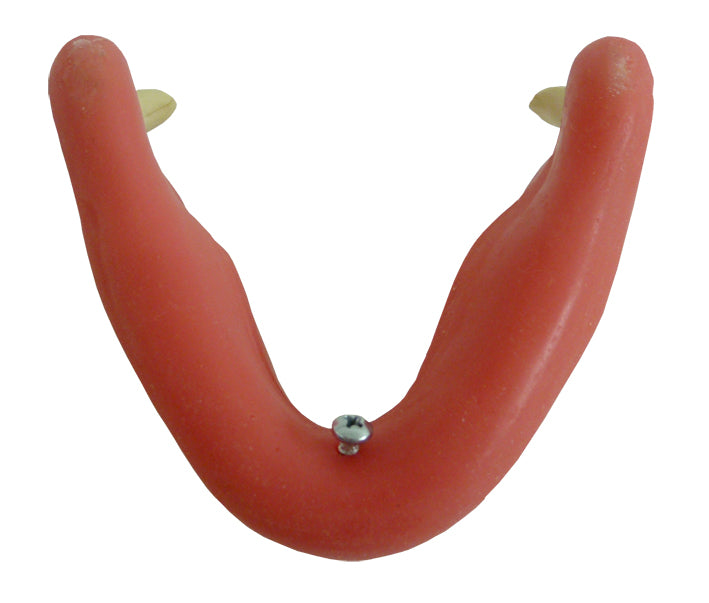 4013GT - MANDIBLE WITH ALL TEETH AND GUM